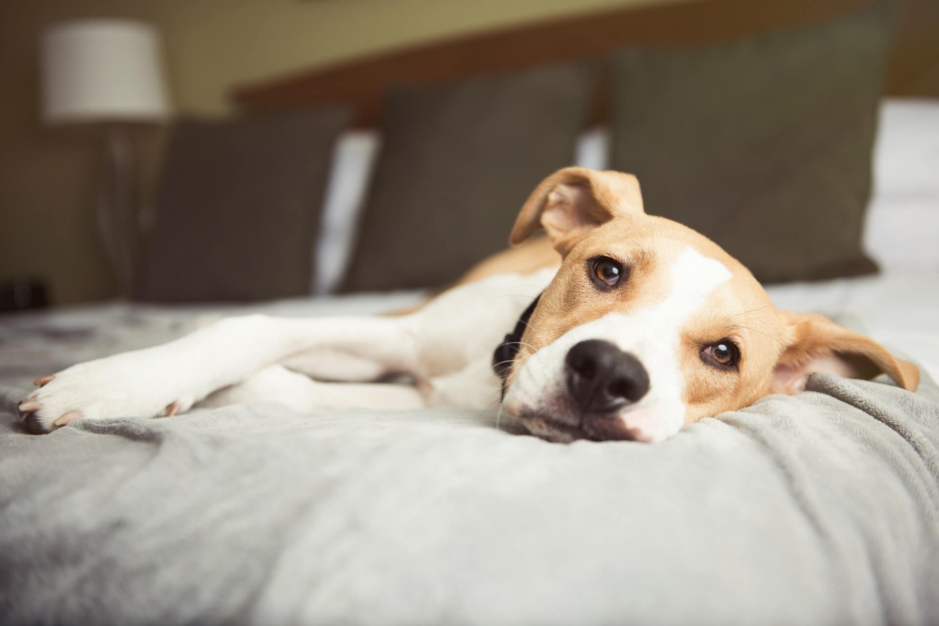 Исследование эффективности антистрессового препарата Анотен у собак