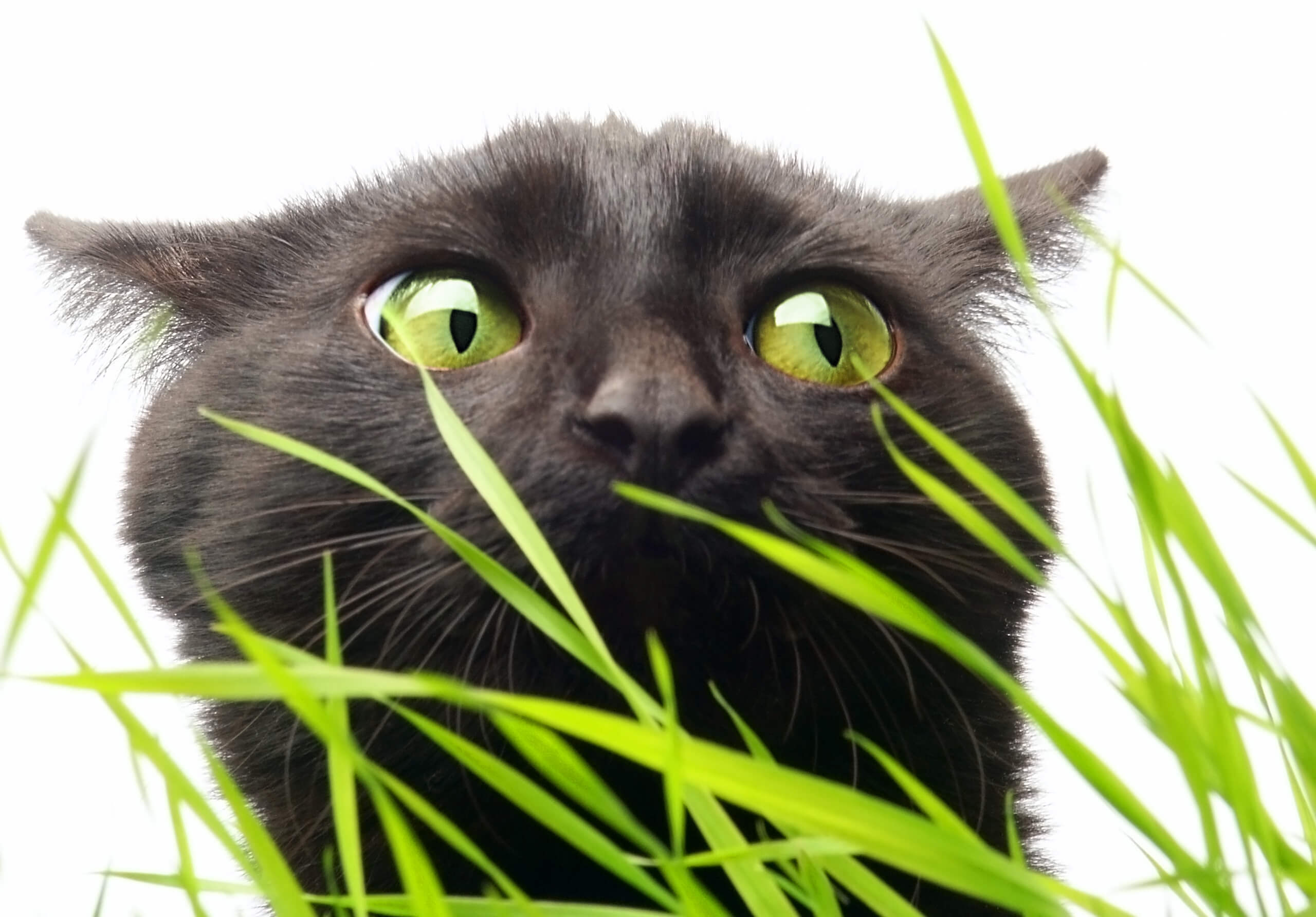 Применение Анотена при тревожности и стрессе у кошек: результаты слепого плацебоконтролируемого исследования