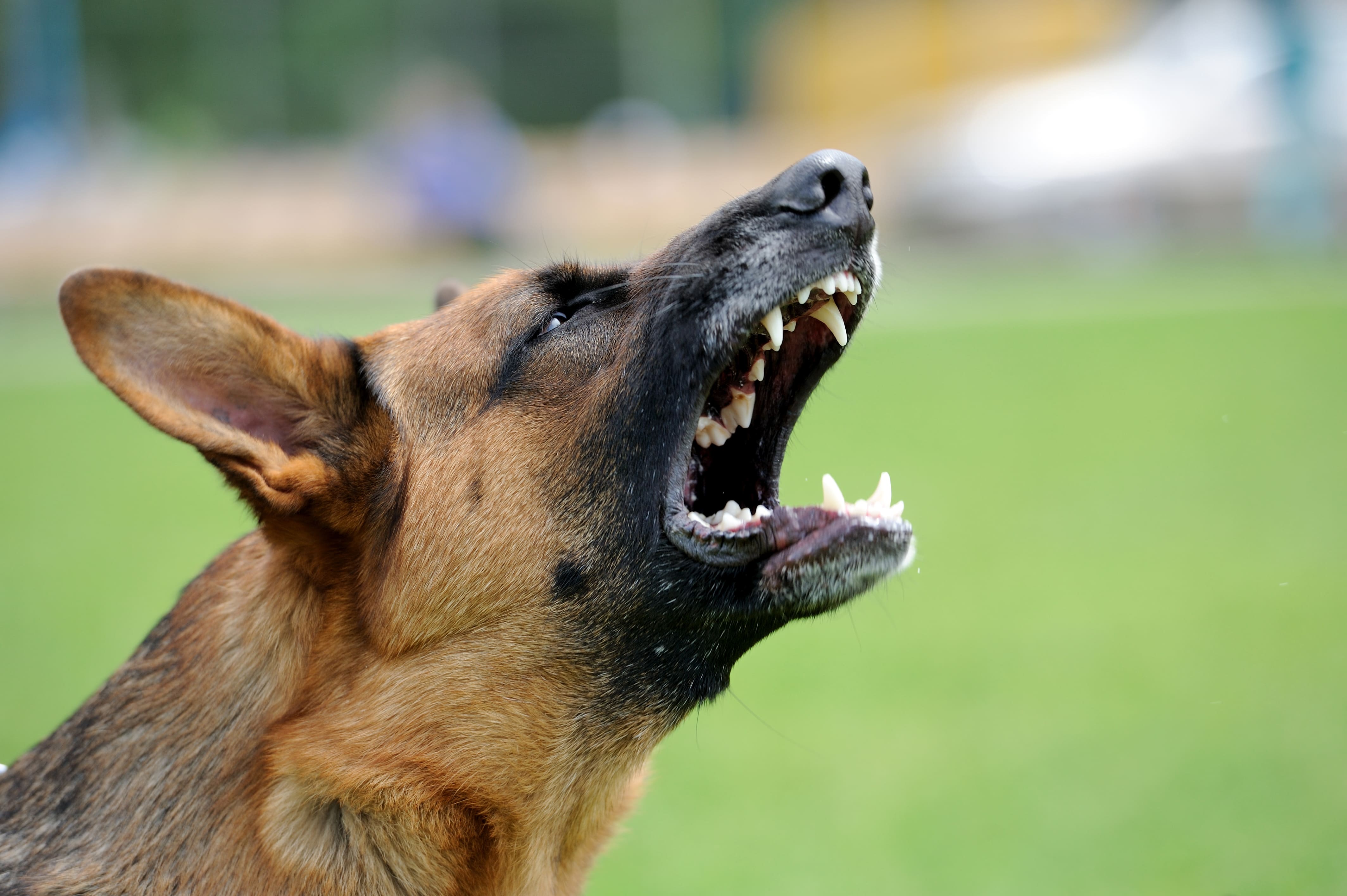 Виды агрессии у собак. Часть первая    