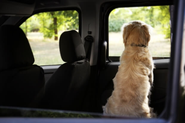 Путешествие с животным на машине. Что нужно знать?